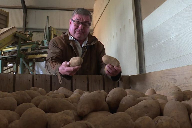 Surproduction de pommes de terre : pourquoi les agriculteurs refusent des prix à zéro euro