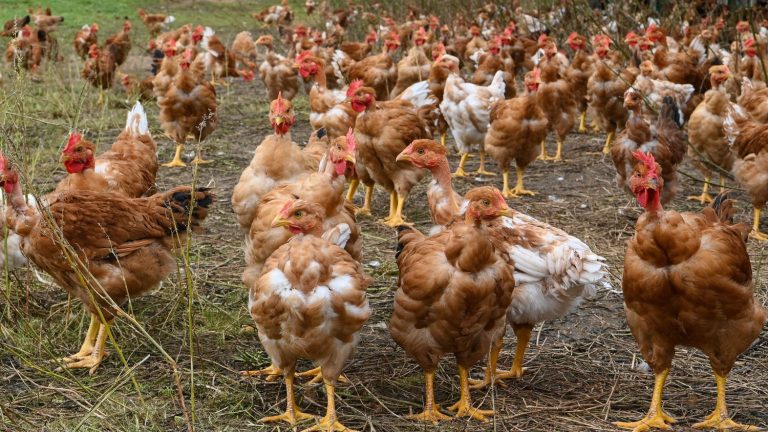 Grippe aviaire : Pourquoi la France abaisse-t-elle le risque de &lsquo;élevé&rsquo; à &lsquo;modéré&rsquo; ?