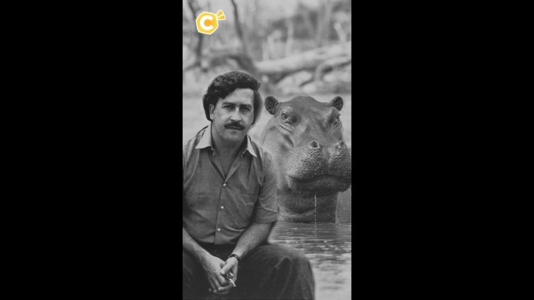 Les hippopotames de Pablo Escobar : un défi écologique en Colombie face à leur prolifération.