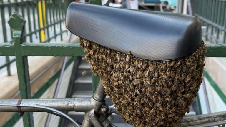 Un essaim d&rsquo;abeilles s&rsquo;installe sous une selle de vélo à Paris, perturbant la circulation.