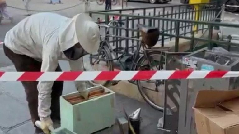 Essaim d&rsquo;abeilles sous les voitures à Paris : retour surprenant en milieu urbain.