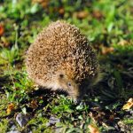 Quelles sont les causes de la quasi-extinction du hérisson d&rsquo;Europe en France ?
