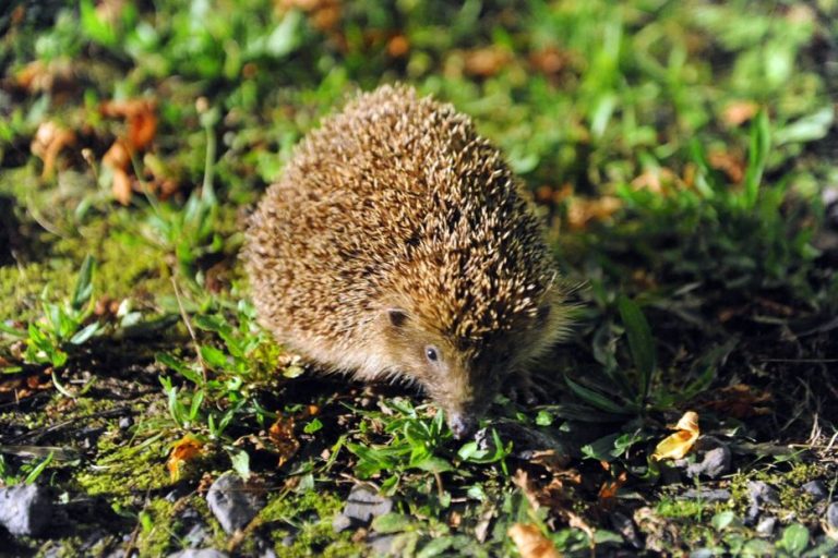 Quelles sont les causes de la quasi-extinction du hérisson d&rsquo;Europe en France ?