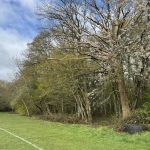 Inquiétude autour d’un arbre mort près du terrain de foot du Thuit de l’Oison