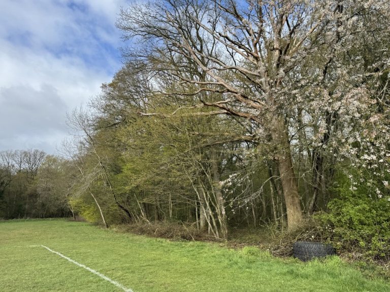 Inquiétude autour d’un arbre mort près du terrain de foot du Thuit de l’Oison