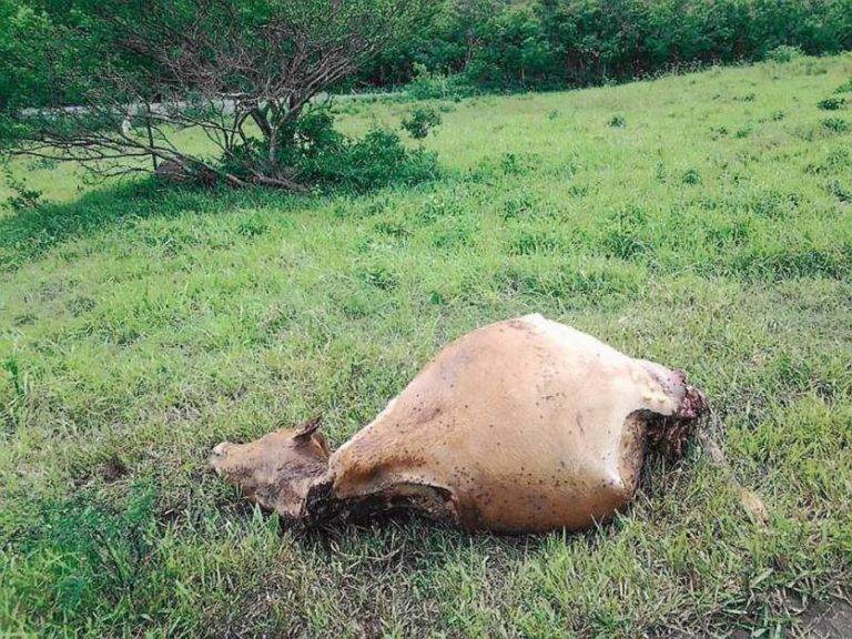 Quand les gendarmes deviennent les gardiens des champs : une alliance inattendue