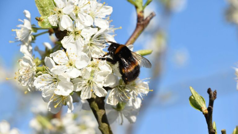 Pollinisateurs en danger : comment nos jardins deviennent des pièges mortels et absurdes !