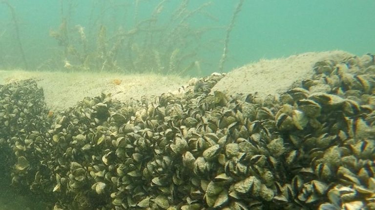 La Clarté de l’Eau : Un Paradoxe Écologique