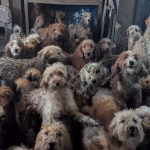 « 250 chiens entassés au Royaume-Uni : une réalité choquante que les dirigeants conservateurs ignorent ! »