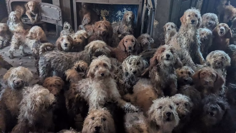 « 250 chiens entassés au Royaume-Uni : une réalité choquante que les dirigeants conservateurs ignorent ! »