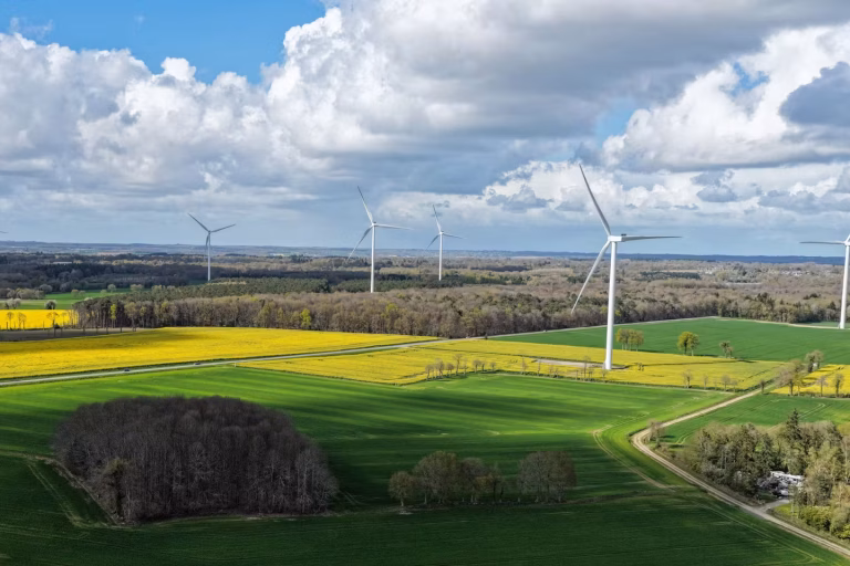 Le Colza : Tapis de Fleurs ou Mirage Économique ?