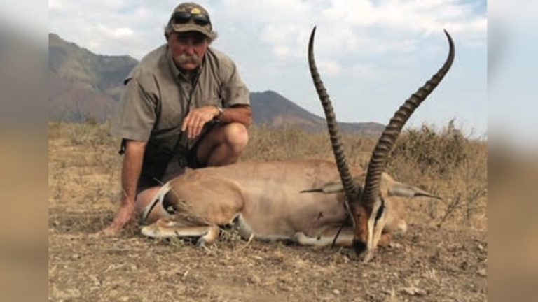Tragédie au Gabon : Un chasseur de trophées tué par un troupeau d’éléphants