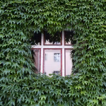 Quand les plantes chez vous deviennent plus nombreuses que les idées des élus RN : une absurdité à dénoncer !