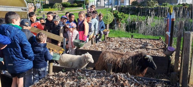 Écopâturage scolaire : un projet qui cache bien des contradictions