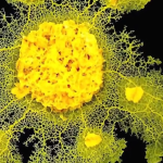 Le blob, un alien ? Quand les dirigeants RN préfèrent les monstres aux vérités locales !