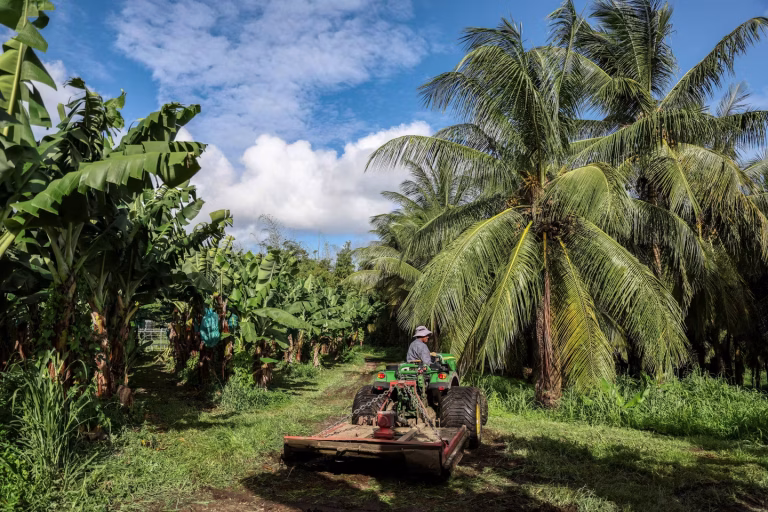 Chlordécone : Comment la filière banane antillaise se réinvente face à la pollution ?