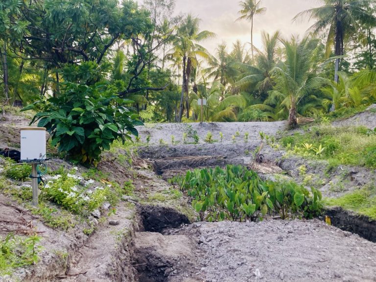 Restauration des maïtes : un guide pour naviguer entre tradition et modernité
