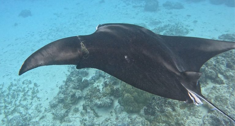 Quatre raies mantas blessées en deux semaines en raison d&rsquo;activités humaines en France.