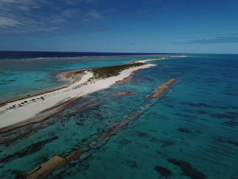 La Mer de Corail : Un Écosystème en Danger, ou un Nouveau Terrain de Jeu pour les Scientifiques ?