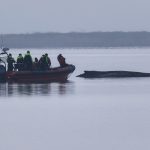 Mer Baltique : Quand l'Allemagne abandonne une baleine échouée, les dirigeants RN applaudissent l'absurde !
