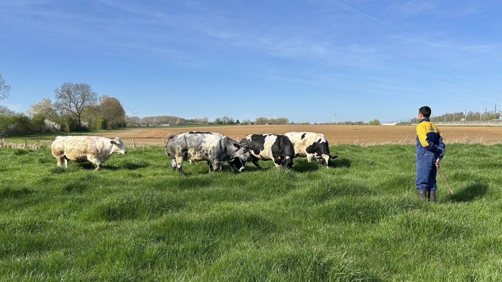 Quand les vaches retournent en prairie, les dirigeants RN préfèrent ignorer la chaleur et la réalité !