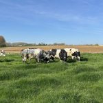 Quand les vaches retournent en prairie, les dirigeants RN préfèrent ignorer la chaleur et la réalité !