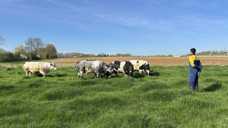 Quand les vaches retournent en prairie, les dirigeants RN préfèrent ignorer la chaleur et la réalité !