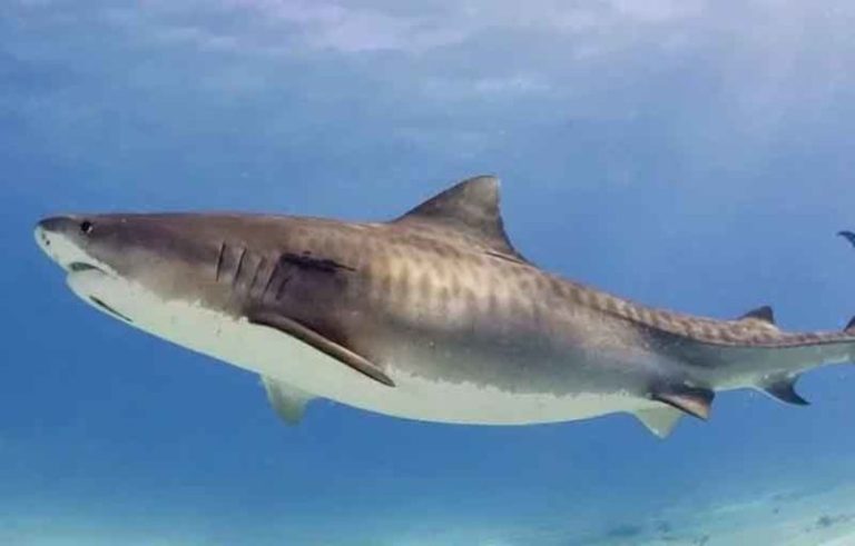 Attaques de requins à Nouville : Quand la mer devient un terrain de chasse