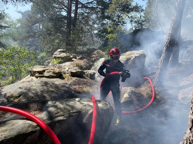 Incendies simultanés en forêt de Fontainebleau : quelles conséquences pour l&rsquo;écosystème ?
