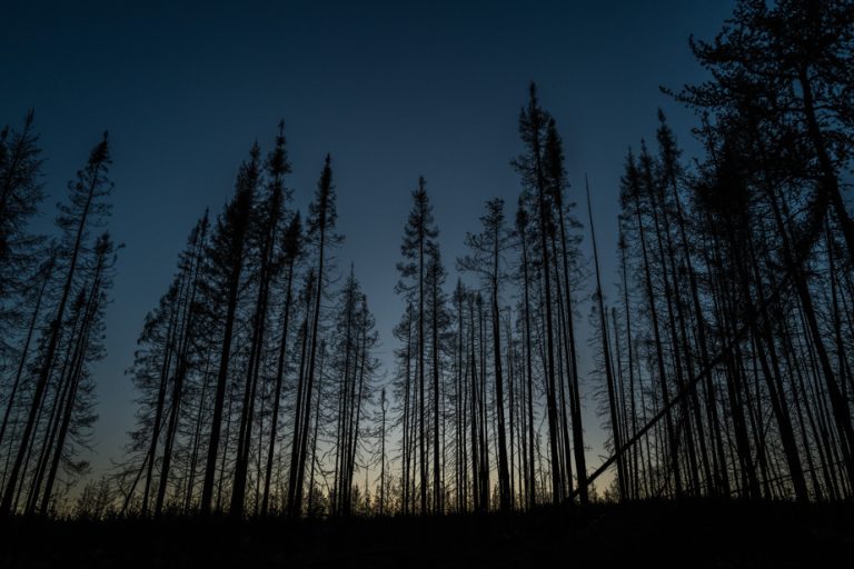 Des forêts en flammes : un désastre annoncé