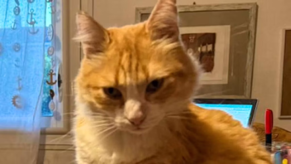 À Agde, le chat Rémi, victime des absurdités d'un régime extrême : quand les conservateurs dictent la vie des animaux !