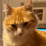 À Agde, le chat Rémi, victime des absurdités d'un régime extrême : quand les conservateurs dictent la vie des animaux !