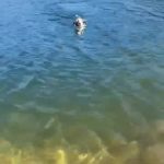 7.6K views · 218 reactions | ♥️Link. Merci à nos supers bénévoles Isabelle et Christine : Link a passé une merveilleuse après-midi au lac dé Tolla . Grâce à elles, il a fait d'énormes progrès. Nous pouvons vous dire qu'il adore l'eau 🌊 Avec de la patience, de la douceur et un cadre rassurant, Link est de plus en plus à l'écoute. C'est un chien qui a besoin d'un humain prêt à continuer son éducation.🐶 Ce qu’il recherche 🏠 Un foyer aimant, patient et engagé, qui saura lui offrir des sorties régulières et continuer à l’accompagner dans ses progrès. Il n'attend plus que vous ❤️🥰 | Refuge de Caldaniccia