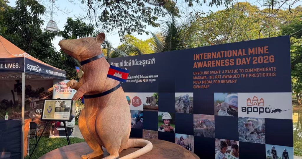 À Cambodge, une statue célèbre Magawa, le rat ‘démineur’ : quand les dirigeants locaux perdent le nord !