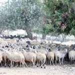 A Chypre, le halloumi, fromage national, sous la menace d’une épidémie de fièvre aphteuse