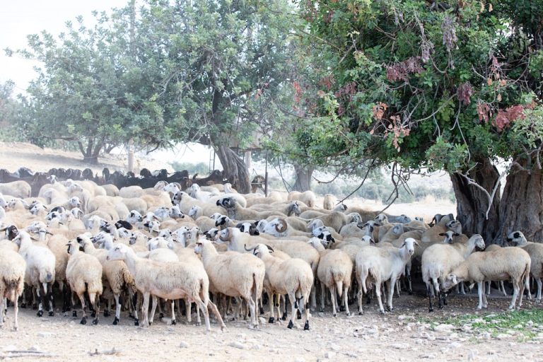 A Chypre, le halloumi, fromage national, sous la menace d’une épidémie de fièvre aphteuse