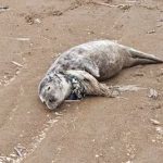 Un phoque retrouvé avec du plastique autour du cou sur la plage à Coxyde