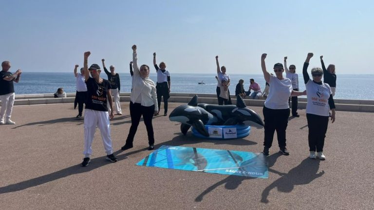 “Ne les abandonnez pas” : à Nice, un vote symbolique pour les orques de Marineland