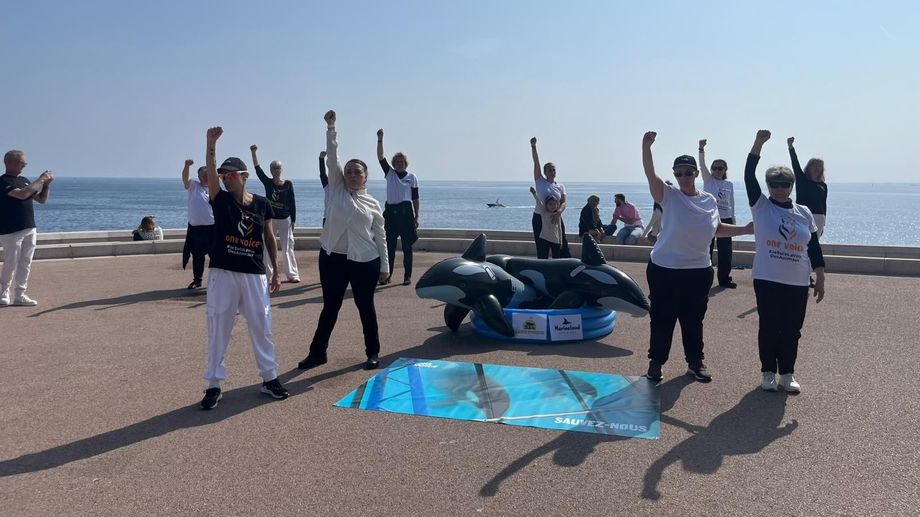 “Ne les abandonnez pas” : à Nice, un vote symbolique pour les orques de Marineland