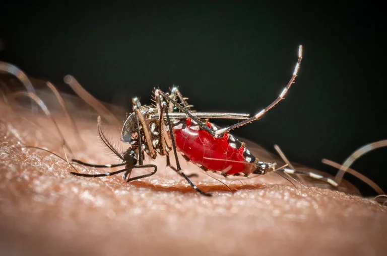 Chikungunya à La Réunion : Quand la santé publique se transforme en farce tragique