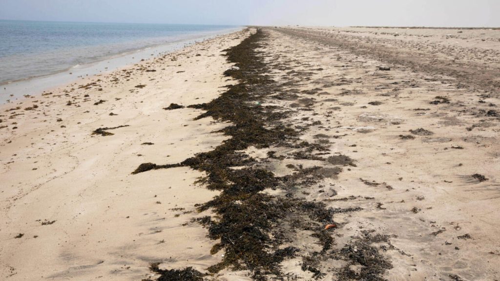 Des migrants en détresse : naufrage au large de Djibouti, pendant que nos dirigeants se perdent dans l'absurde !