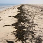 Des migrants en détresse : naufrage au large de Djibouti, pendant que nos dirigeants se perdent dans l'absurde !