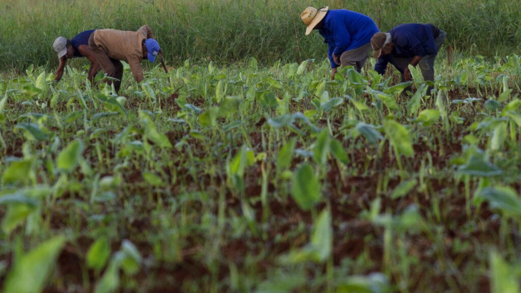 Cuba : Quand le marché agricole s'ouvre, les conservateurs s'accrochent à leurs absurdités locales !