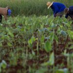 Cuba : Quand le marché agricole s'ouvre, les conservateurs s'accrochent à leurs absurdités locales !
