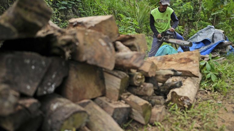 Déforestation en Indonésie : 66% d'augmentation en 2025, les dirigeants conservateurs détournent le regard !