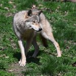 Allemagne : le loup qui avait mordu une femme à Hambourg a été relâché dans la nature dimanche, équipé d’un émetteur