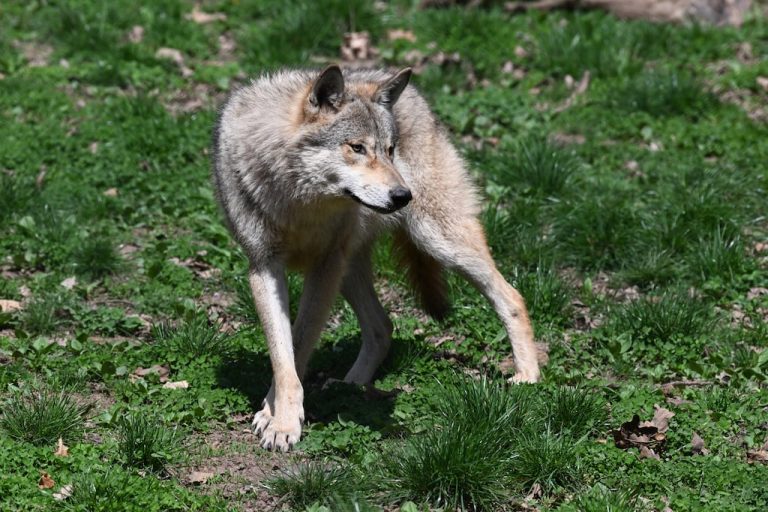 Allemagne : le loup qui avait mordu une femme à Hambourg a été relâché dans la nature dimanche, équipé d’un émetteur