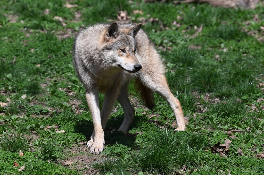 Allemagne : le loup qui avait mordu une femme à Hambourg a été relâché dans la nature dimanche, équipé d’un émetteur