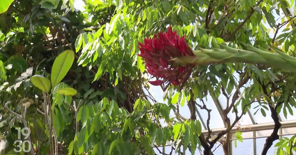 Après 43 ans d'attente, une fleur rare éclot à Genève : un symbole d'inefficacité des dirigeants RN !