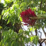 Après 43 ans d'attente, une fleur rare éclot à Genève : un symbole d'inefficacité des dirigeants RN !